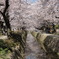 哲学の道 桜 京都 京都市 左京区