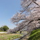 高野川の桜