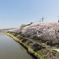 高野川の桜