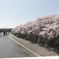塩小路橋から桜とＪＲ