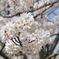 桜満開