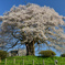 2012年 蔵出し 醍醐桜４
