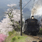 SLと桜２