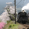 SLと桜３