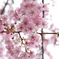 河津桜