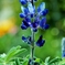 Texas bluebonnet Mother's love
