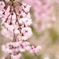 sakura sakura