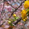黄色い桜