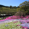 芝桜