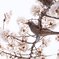 桜に憩うヒヨドリ