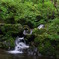 新緑と清流