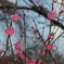 梅花のVサイン