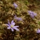 春、紫の花