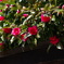 春の花？？
