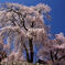 3Dしだれ桜