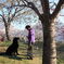 桜と犬と孫