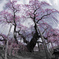 滝桜