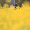 花便り　- 菜の花の散歩道 -