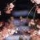 夜桜