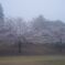 朝霧の桜