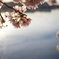 Tidal Basin 1