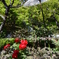 長谷寺 〜 芍薬