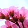 透明な花
