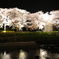 夜桜
