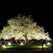 夜桜　
