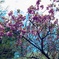 八重桜