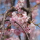 桜２