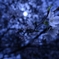 月夜桜