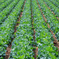 many many cabbages!