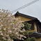 遅咲きの花