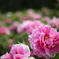 佐世保花園