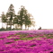 芝桜