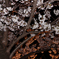 夜桜