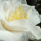 綺麗な花です！