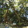 big trees