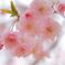 fairy pink