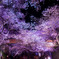 橋隠し桜