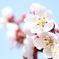 梅の花