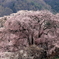 勝間薬師堂の枝垂れ桜