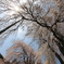 勝間薬師堂の枝垂れ桜
