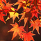 宇治の紅葉