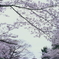 Velvia × 桜