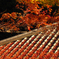宇治の紅葉