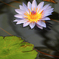 蓮の花