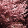 夜桜