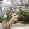 春ぼけなシカ